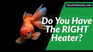 Fish Tank Heaters ~ WATCH BEFORE BUY YOUR HEATER