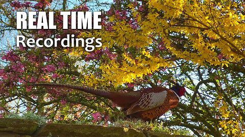 UK Permaculture Property | Early Spring Morning Bird Song (Real Time Recordings)