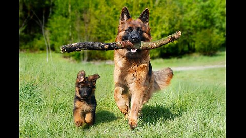 Buying a dog - German shepherds, cute, smart and loyal pet (ep 32)