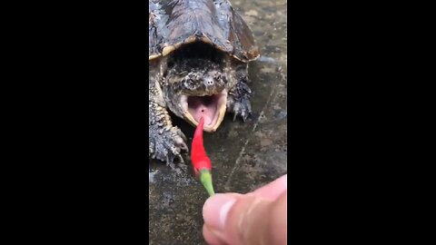 Got bitten on the hand feeding a snapping turtle chili