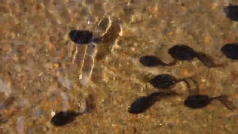 Tadpole pollywogs on the shore of a beautiful lake54