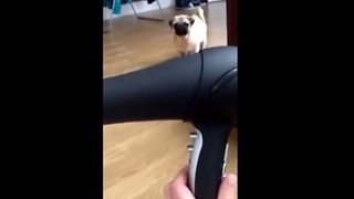Pug puppy unsure about owner's hair dryer