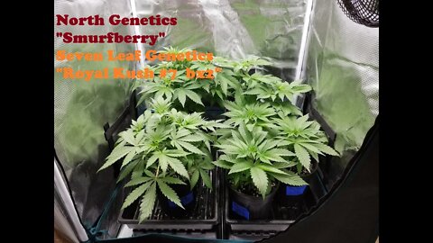 MarsHydro SP150 ! North Genetics 👽 Seven Leaf Genetics 🍍😁👍❄❄🔥🔥💨🔨 420