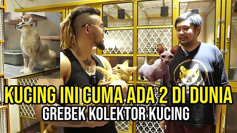 PUNYA KUCING WILD CAT LANGKA YANG CUMA ADA 2 DI DUNIA!!! GREBEK CATTERY TERMEWAH INDO