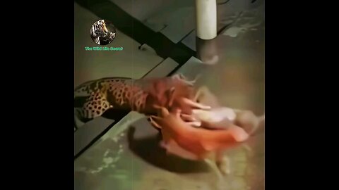 tigers 🐅 fighting video