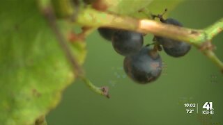 Thieves squash Liberty church's communion tradition, steal 1,500 pounds of grapes