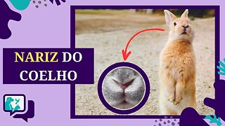 Por que o NARIZ DOS COELHOS se Contorce?