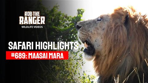 Safari Highlights #689: 19 April 2022 | Lalashe Maasai Mara | Latest Wildlife Sightings