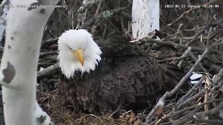 USS Eagles - Mom lays first egg!