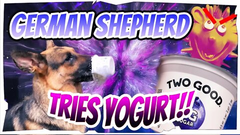 YOGURT and Mr. Squeekers! | Sadie Kaja the German Shepherd Dog Eats Food!