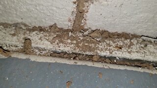 Searching for active termites at a home inspection in Phoenix Arizona