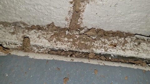 Searching for active termites at a home inspection in Phoenix Arizona