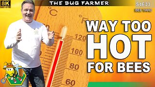 When is it TOO HOT to work your bees? | HEAT STROKE #beekeeping #insects #bees #honey