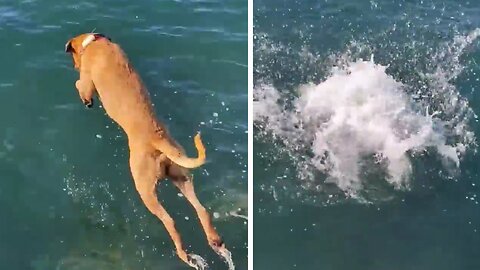 Dog diving for stones