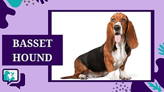 BASSET HOUND: TUDO SOBRE A RAÇA