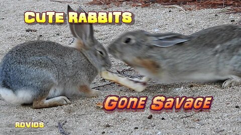 Cute Fluffy Rabbits Turn Savage! #AnimalVideo