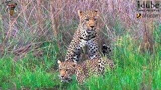 WILDlife: Leopard Lovers Mate