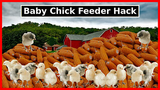 Baby Chick Feeder Hack