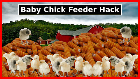 Baby Chick Feeder Hack