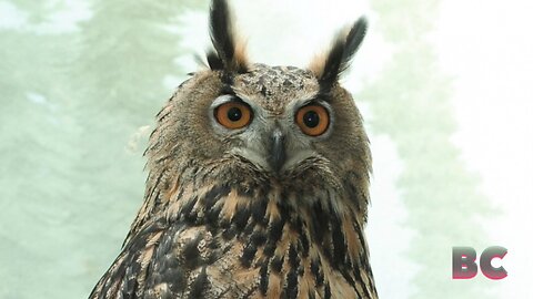 Flaco, the owl that escaped from Central Park Zoo, is dead after hitting a building