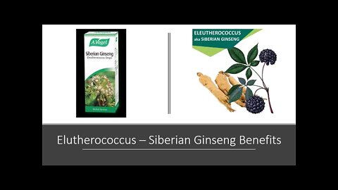 Eleutherococcus - Siberian Ginseng Benefits