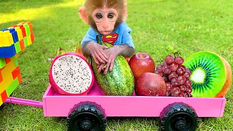 Baby monkey Bon Bon and puppy harvest fruit in the farm, funny animal video