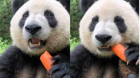 Giant Panda: Likes to eat carrots!