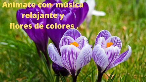 Anímate con flores de colores y música relajante.