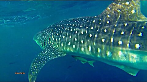 Whale Shark and an illegal FAD, fish attracting device
