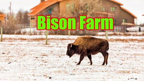 Bison Farm FortWhyte Alive The Outdoor Adventures Vlog#1873