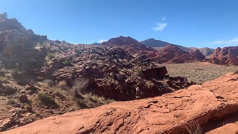 Wild rams in the Grand Canyon part 2