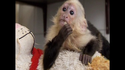 Justin Bieber Loses Pet Monkey