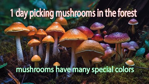 1 day picking mushrooms in the forest 2- mushrooms have many special colors