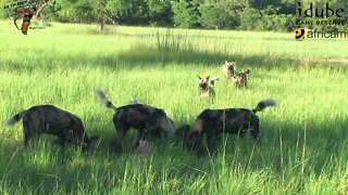 African Painted Dogs Have An Impala For Breakfast