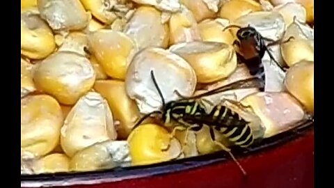 Drunk wasp from fermented corn
