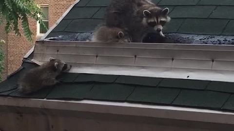 Raccoon family in Brooklyn explore the neighborhood