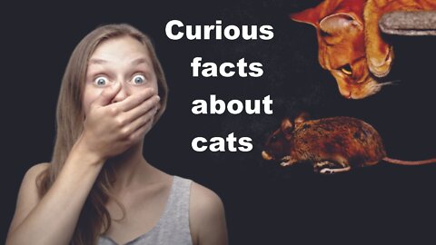 Curious facts about cats