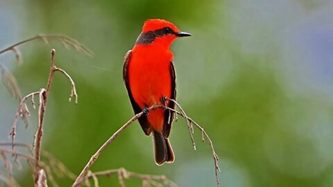 Canto do Lindo Pássaro Príncipe (Pyrocephalus Rubinus)
