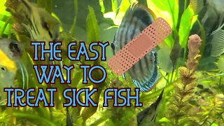 😷5 SIMPLE STEPS TO TREAT SICK FISH🐠💊.