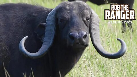 Unique Individuals Within A Big Buffalo Herd | Maasai Mara Safari | Zebra Plains