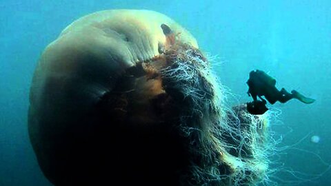 Giant Jellyfish