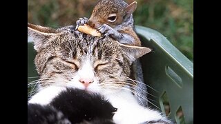 Kitty Kats vs Squirrel