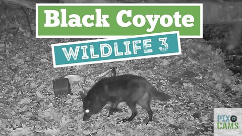 Black Coyote! First time seen on our cams! Spotted on Wildlife Cam 3