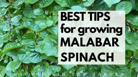 BEST TIPS for growing MALABAR SPINACH: Learn how to grow this heat loving spinach alternative.