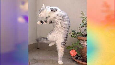 Cute Cat Dancing Pikachu Pikachu #shorts #funny #trending