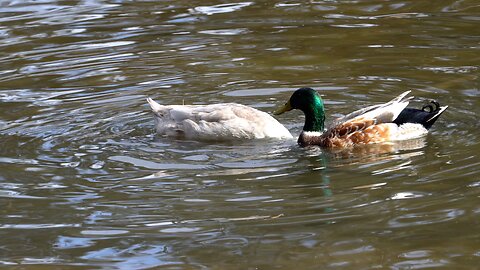 CatTV: Ducks looking for food