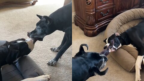 Funny_Comfy_Great_Dane_Swaps_Dog_Beds_Playing_Tug_Of_Toy_War_Games