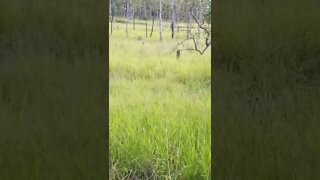 Rock Wallaby in the Paddock