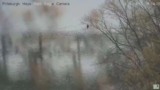 Hays Eagles Dad perched at the Monongahela river A Great Blue Heron flies by 2021 04 10 9:34:21AM