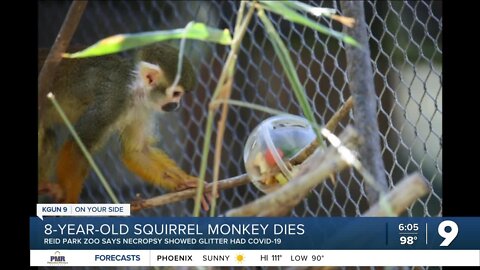 Reid Park Zoo squirrel monkey, Glitter, dies at age eight
